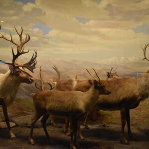 Antlered Gathering