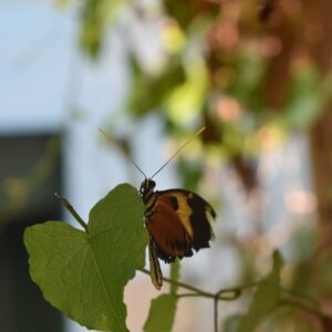 Delicate Dance