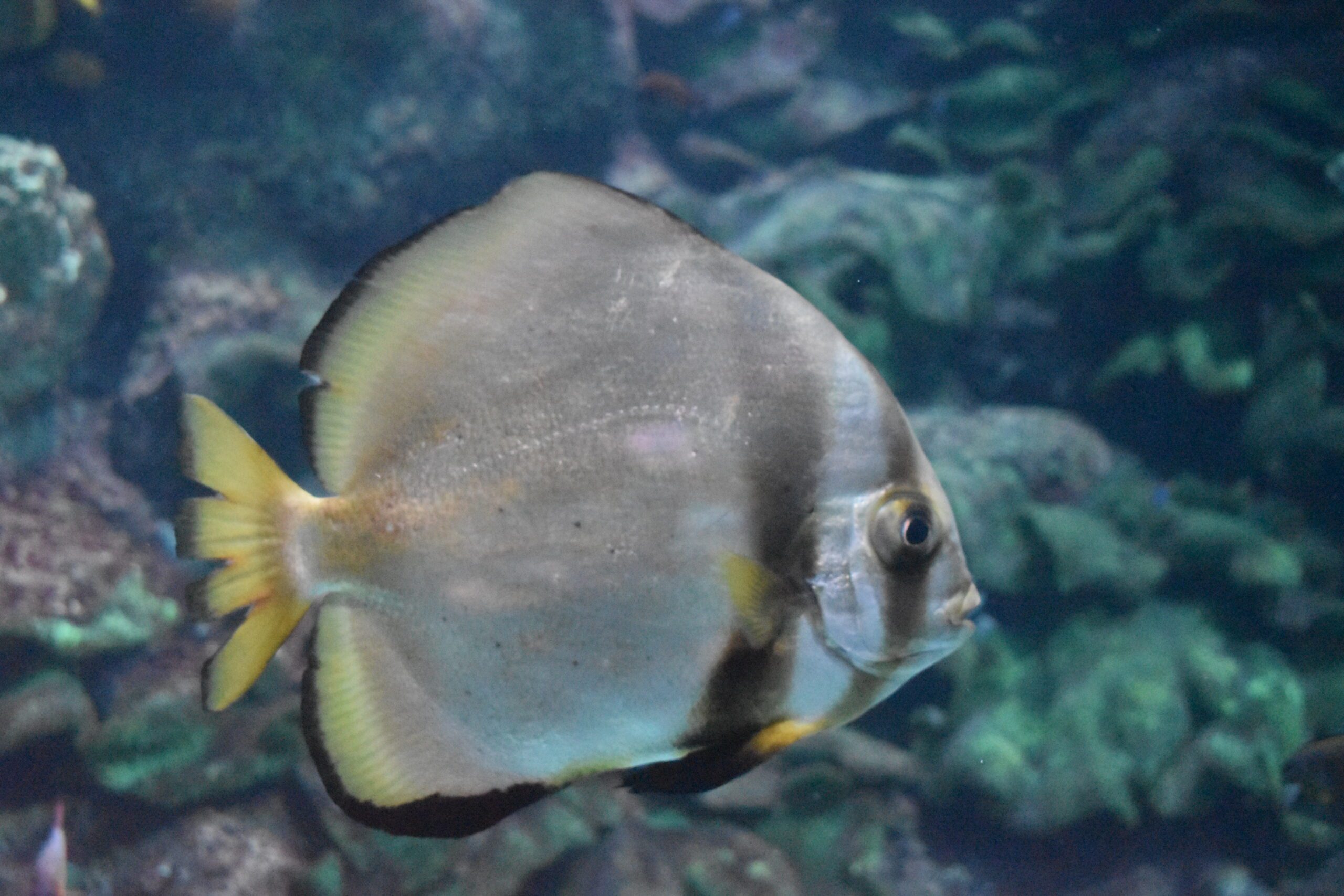 Fish