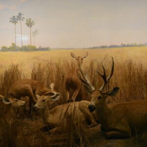 Grazing Herd