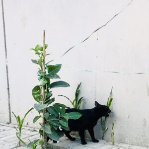 Stealth Mode