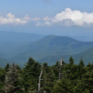Treetop trails