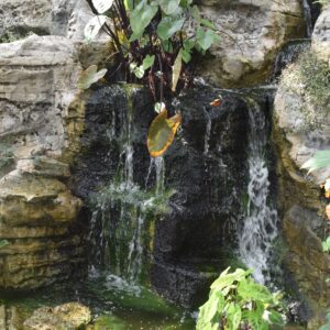Water bloom