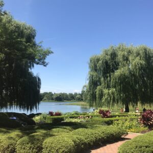 Weeping Willows